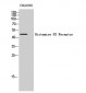 Histamine H3 Receptor Polyclonal Antibody