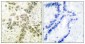 Histone deacetylase 1 Polyclonal Antibody