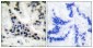 Histone deacetylase 1 Polyclonal Antibody