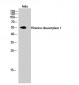 Histone deacetylase 1 Polyclonal Antibody