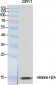 Histone H2A.X Polyclonal Antibody