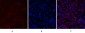 Histone H2A.X Polyclonal Antibody