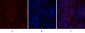 Histone H2A.X Polyclonal Antibody