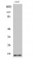 Histone H2B Polyclonal Antibody