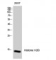 Histone H2B Polyclonal Antibody