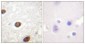 Histone H3.3 Polyclonal Antibody