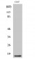 Histone H4 Polyclonal Antibody