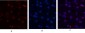 Histone H4 Polyclonal Antibody