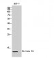 Histone H4 Polyclonal Antibody