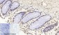Histone H4 Polyclonal Antibody