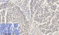 Histone H4 Polyclonal Antibody