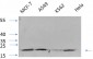 Histone H4 Polyclonal Antibody