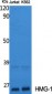 HMG-1 Polyclonal Antibody