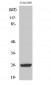 HMG-2 Polyclonal Antibody