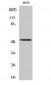 HNF-4α Polyclonal Antibody