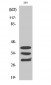 hnRNP A1 Polyclonal Antibody