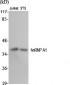 hnRNP A1 Polyclonal Antibody