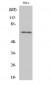 hnRNP L Polyclonal Antibody