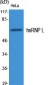 hnRNP L Polyclonal Antibody