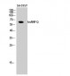 hnRNP Q Polyclonal Antibody