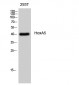 HoxA5 Polyclonal Antibody