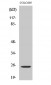 Hox-A7 Polyclonal Antibody