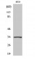 HoxB4 Polyclonal Antibody