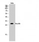 Hox-B9 Polyclonal Antibody