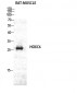 Hox-C6 Polyclonal Antibody