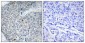 HoxD12 Polyclonal Antibody