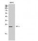 HP1γ Polyclonal Antibody