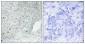 HPK1 Polyclonal Antibody