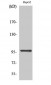 HPK1 Polyclonal Antibody