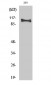 Hrs Polyclonal Antibody