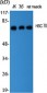 HSC 70 Polyclonal Antibody