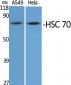 HSC 70 Polyclonal Antibody