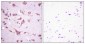 HSP A5 Polyclonal Antibody