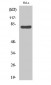 HSP A5 Polyclonal Antibody