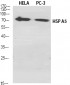 HSP A5 Polyclonal Antibody