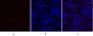 HSP A5 Polyclonal Antibody