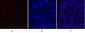 HSP A5 Polyclonal Antibody