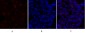 HSP A5 Polyclonal Antibody