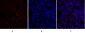 HSP A5 Polyclonal Antibody