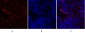 HSP A5 Polyclonal Antibody