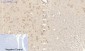 HSP A5 Polyclonal Antibody