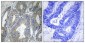 HSP β2 Polyclonal Antibody