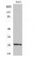 HSP β2 Polyclonal Antibody