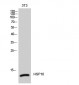 HSP10 Polyclonal Antibody