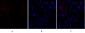 HSP27 Polyclonal Antibody