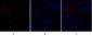 HSP27 Polyclonal Antibody